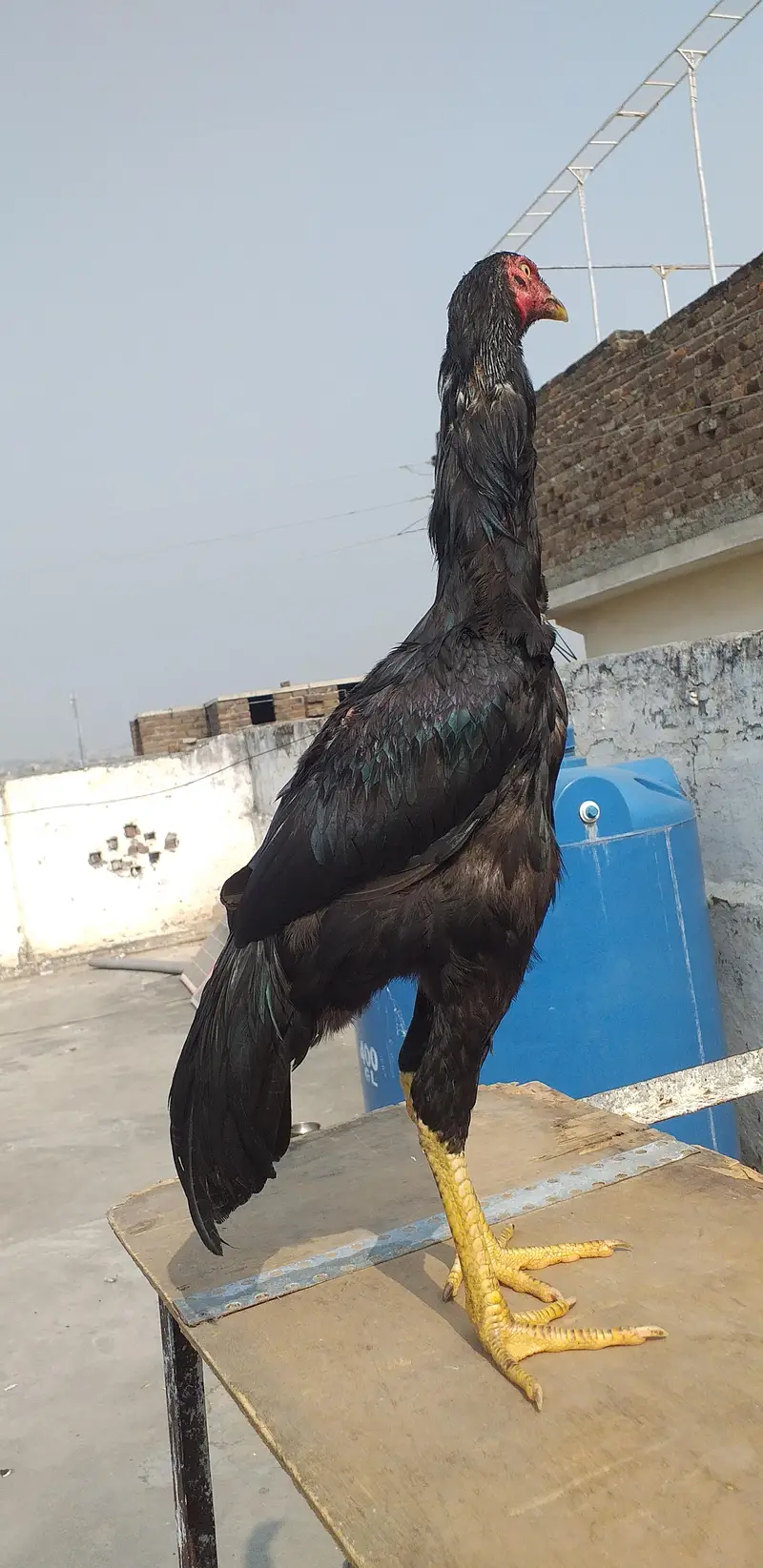 mushka aseel  2 males 03175087917 — photo 3
