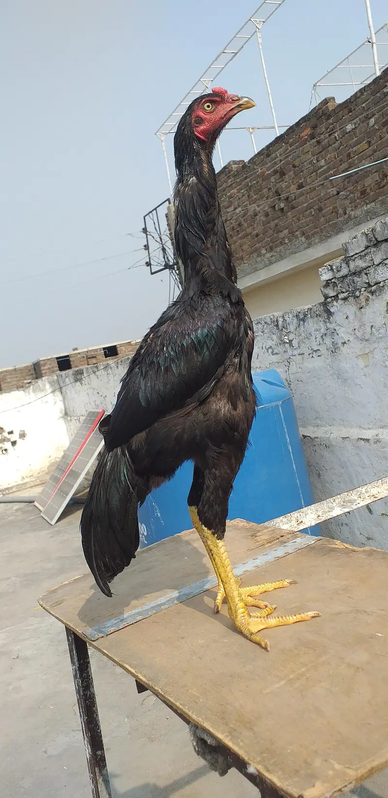 mushka aseel  2 males 03175087917 — photo 4