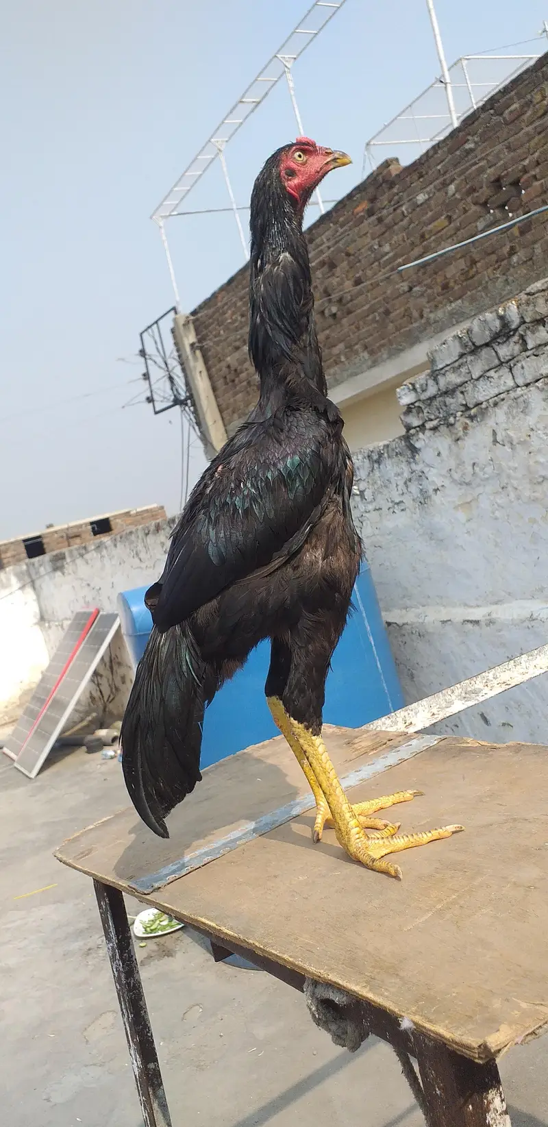 mushka aseel  2 males 03175087917 — photo 5