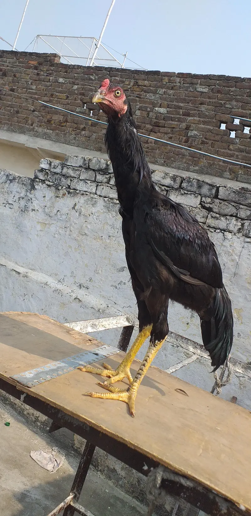 mushka aseel  2 males 03175087917 — photo 6