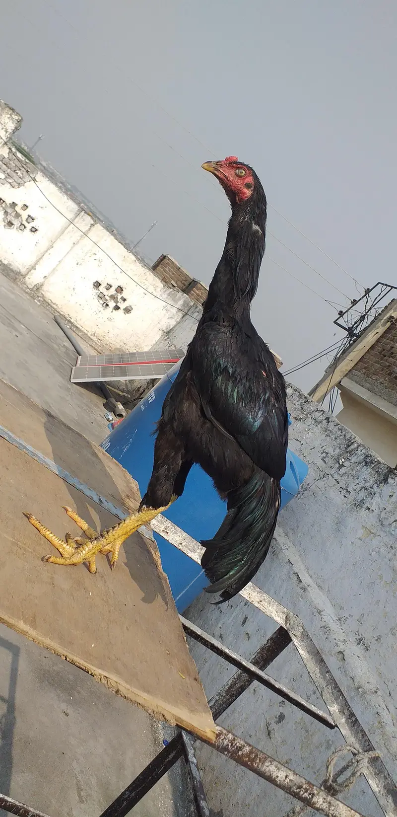 mushka aseel  2 males 03175087917 — photo 8