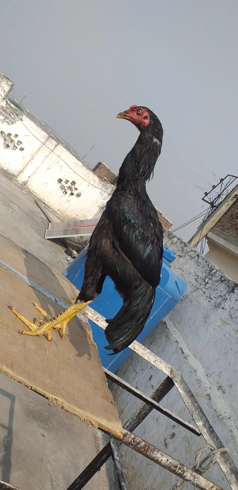 mushka aseel  2 males 03175087917 — photo 9
