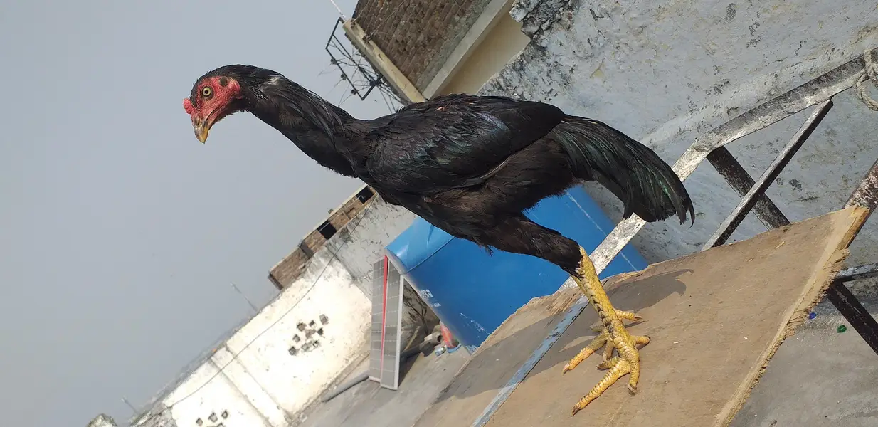 mushka aseel  2 males 03175087917 — photo 10