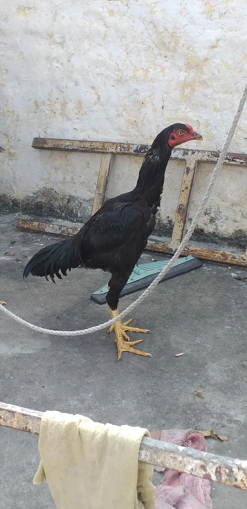mushka aseel  2 males 03175087917 — photo 11