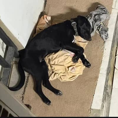 Labrador cross breed for sell or adoption