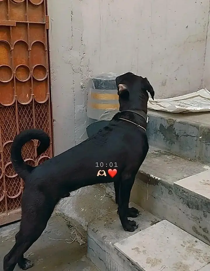 Labrador cross breed for sell or adoption — photo 2
