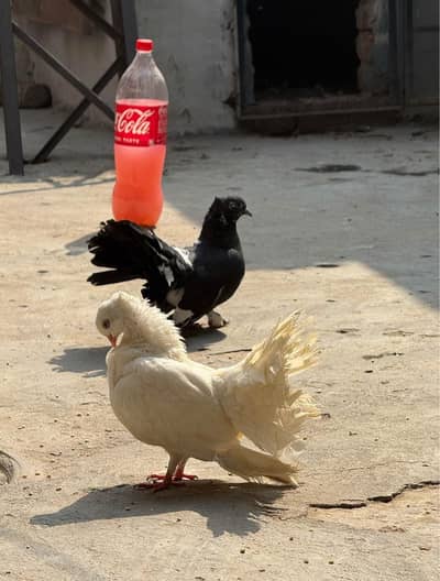 lakha kabootar for sale
