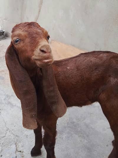 Male 2.5 Month