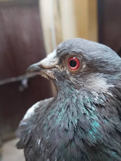 red eyes pair for sell