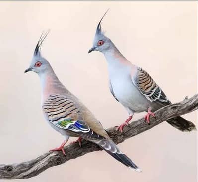 Crusted dove pigeon