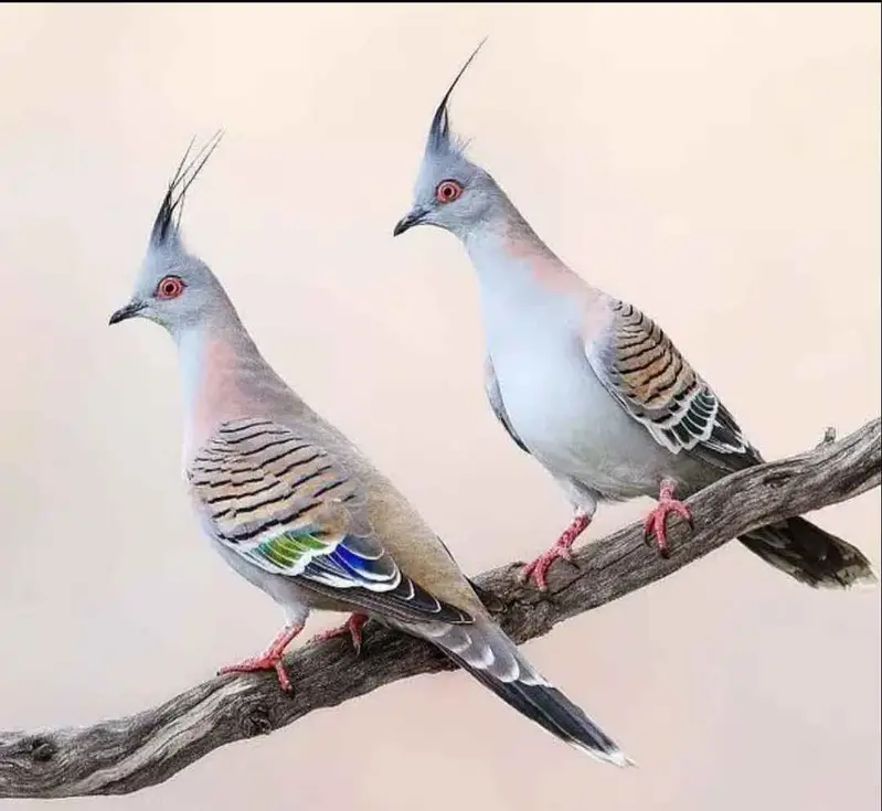 Crusted dove pigeon