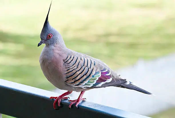 Crusted dove pigeon — photo 2