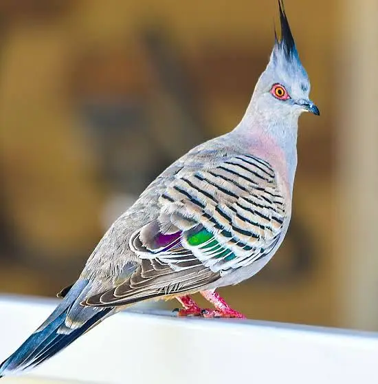 Crusted dove pigeon — photo 3