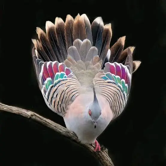 Crusted dove pigeon — photo 4