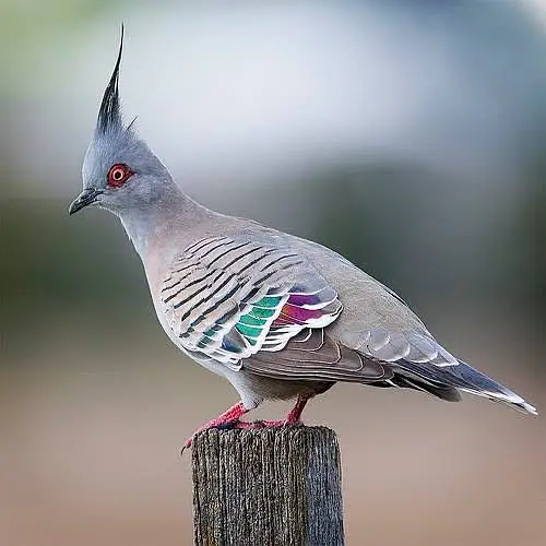 Crusted dove pigeon — photo 5