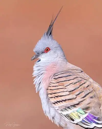 Crusted dove pigeon — photo 6