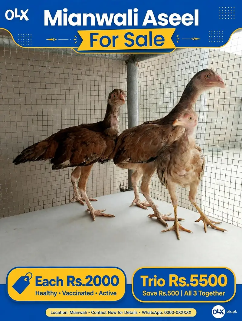 Aseel Hera Lasani Lakha Mianwali For sale — photo 2