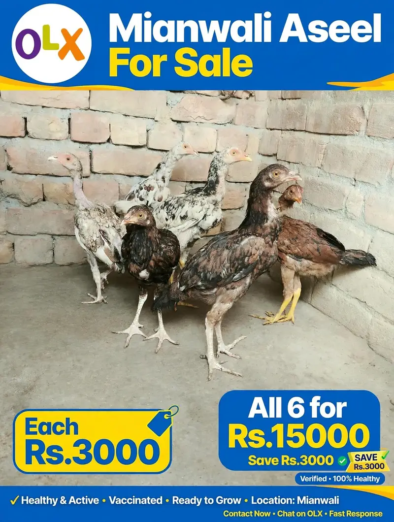Aseel Hera Lasani Lakha Mianwali For sale — photo 3