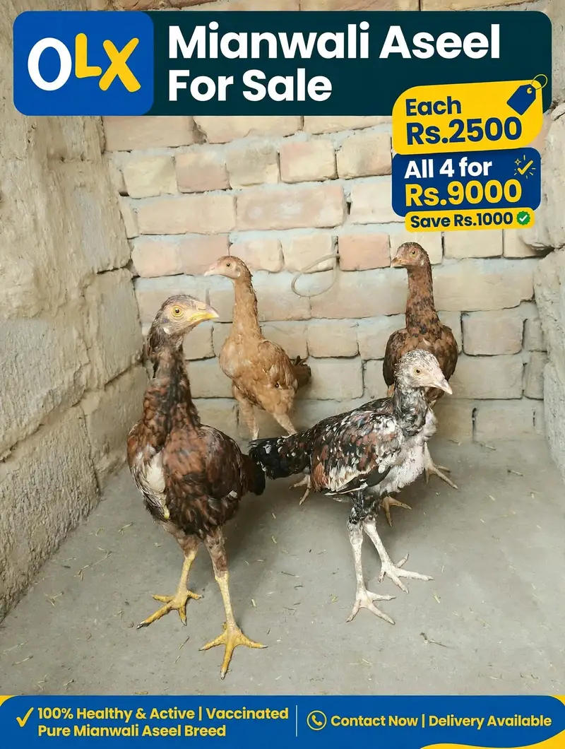 Aseel Hera Lasani Lakha Mianwali For sale — photo 4