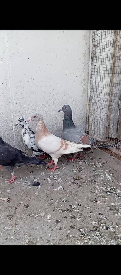 Qasid and mix pigeons