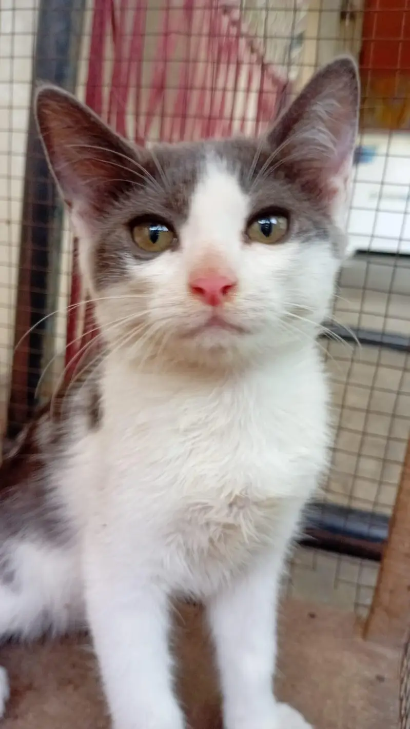 semi Persian kittens for adoption — photo 3