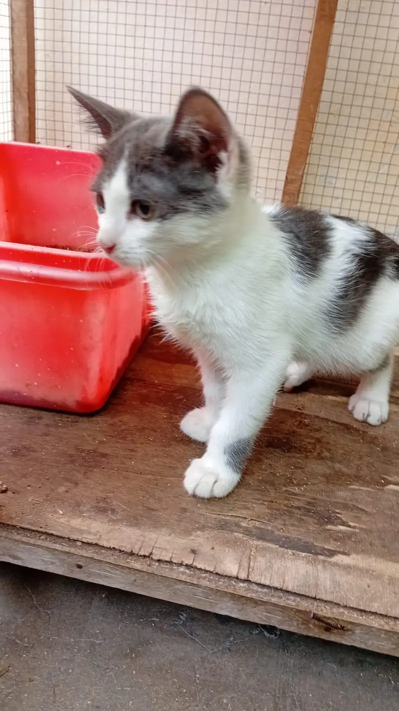 semi Persian kittens for adoption — photo 4