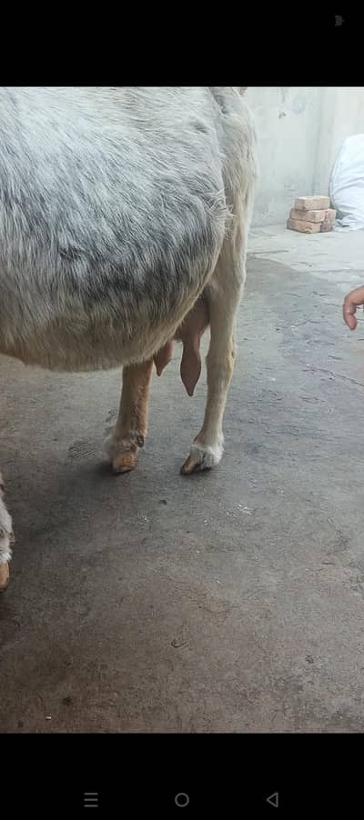 Tedi BaKri tayar for sell 03000422893