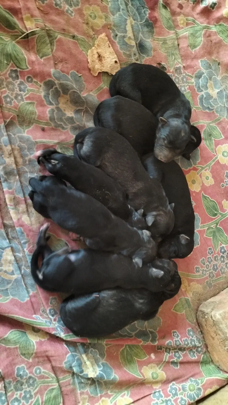 Belgium sharped puppies for sale — photo 2