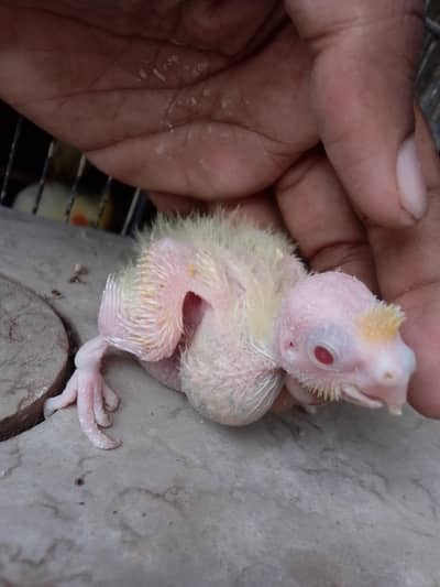 Hand Tame cocktail baby
