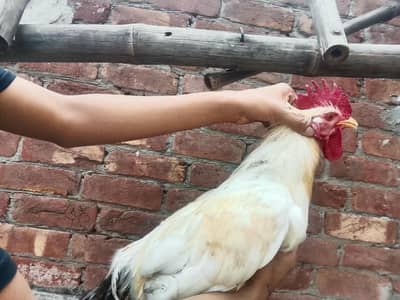 Homebreed desi murga
