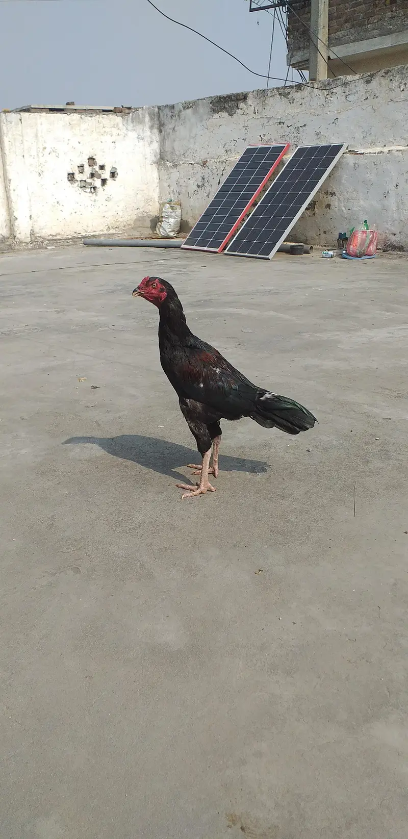 mushka aseel  2 males 03175087917 — photo 12