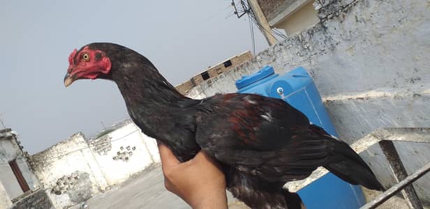 aseel high 03175087917