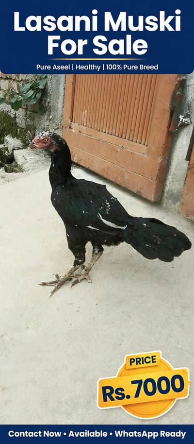 Aseel hera Pair lakh mail Lasani mianwali  for sale