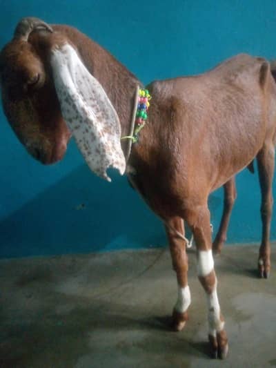 bakri 4 dant healthy active