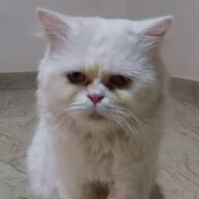 punch face Persian male cat