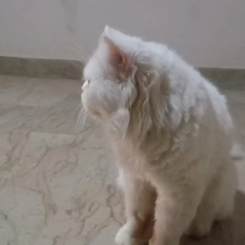 punch face Persian male cat — photo 2
