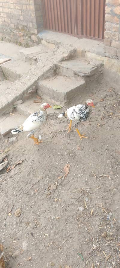 jora ha aseel ka