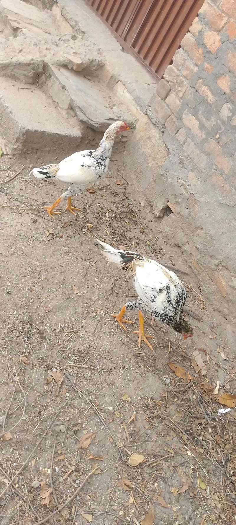 jora ha aseel ka — photo 2