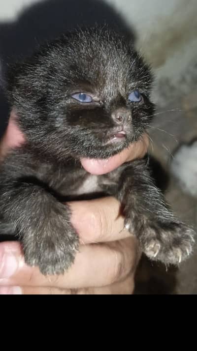 Persian Punch Face Black Cat Baby For Sale 0305.4364606