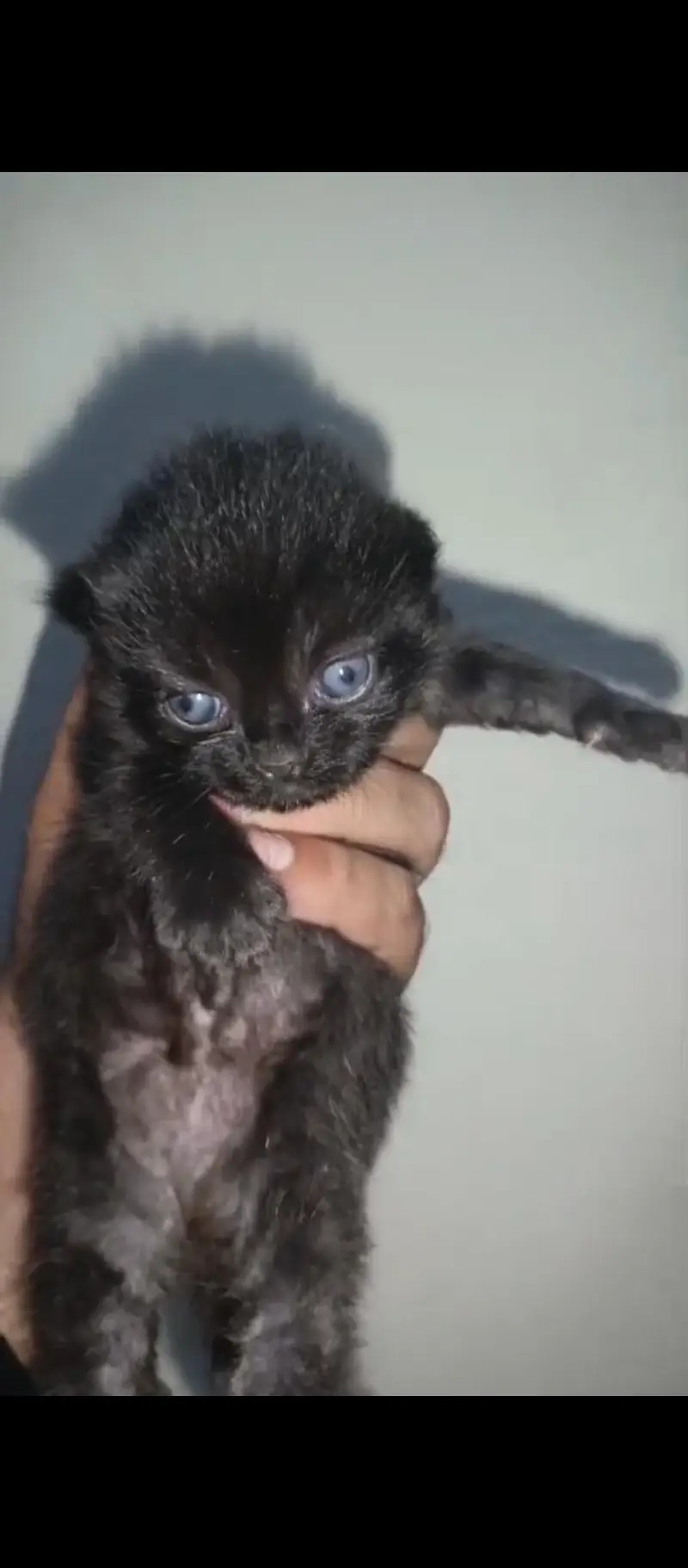 Persian Punch Face Black Cat Baby For Sale 0305.4364606 — photo 2