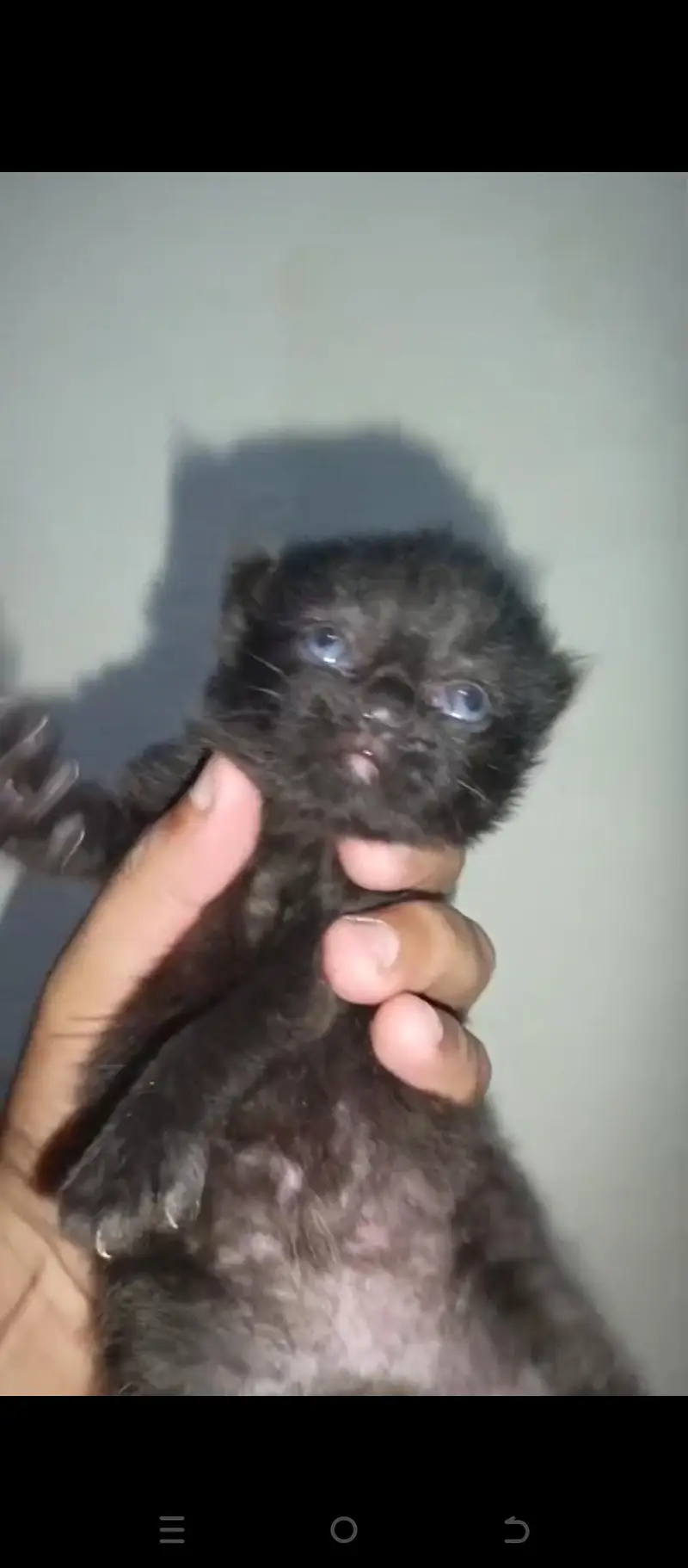 Persian Punch Face Black Cat Baby For Sale 0305.4364606 — photo 3