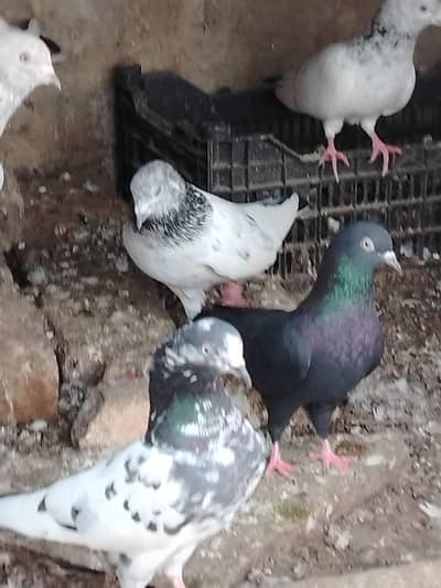 High flying pigeons