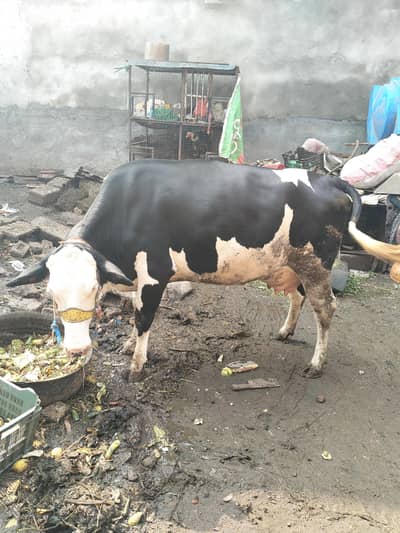 Australian frezan  cow first timeer for sale