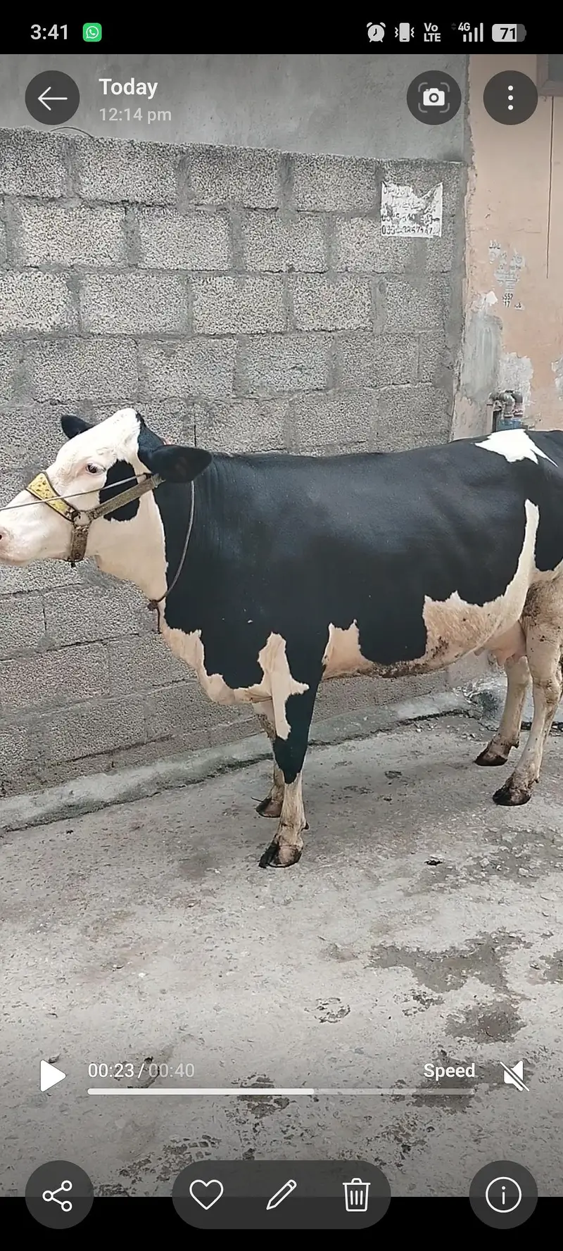 Australian frezan  cow first timeer for sale — photo 2