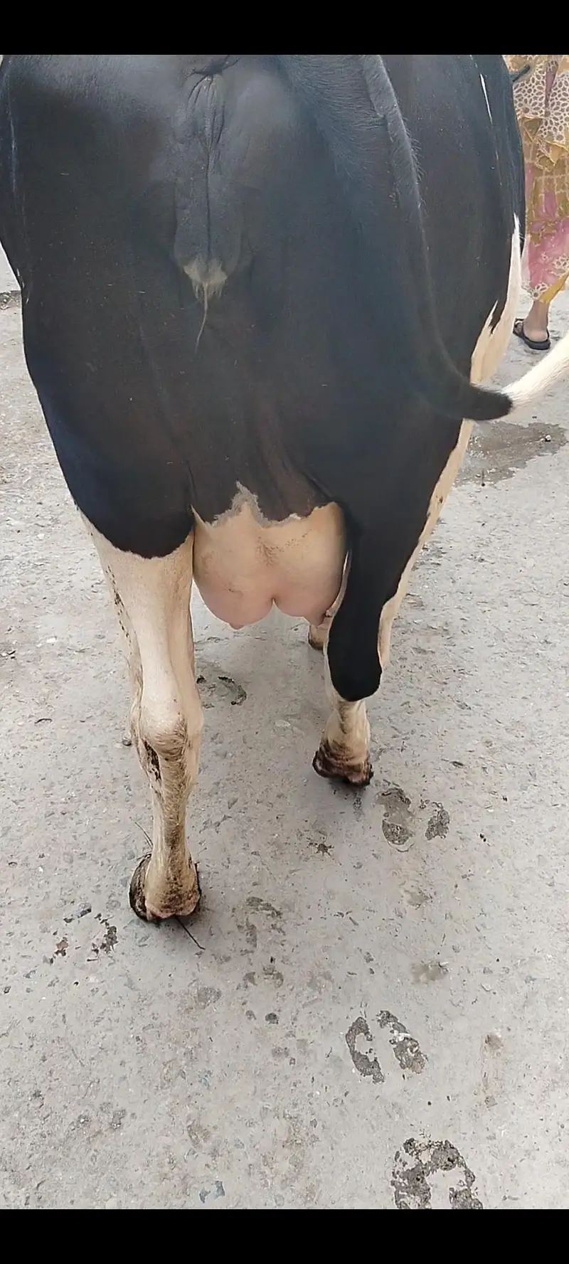 Australian frezan  cow first timeer for sale — photo 3