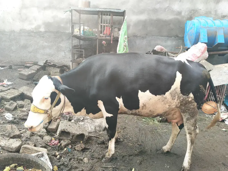 Australian frezan  cow first timeer for sale — photo 4
