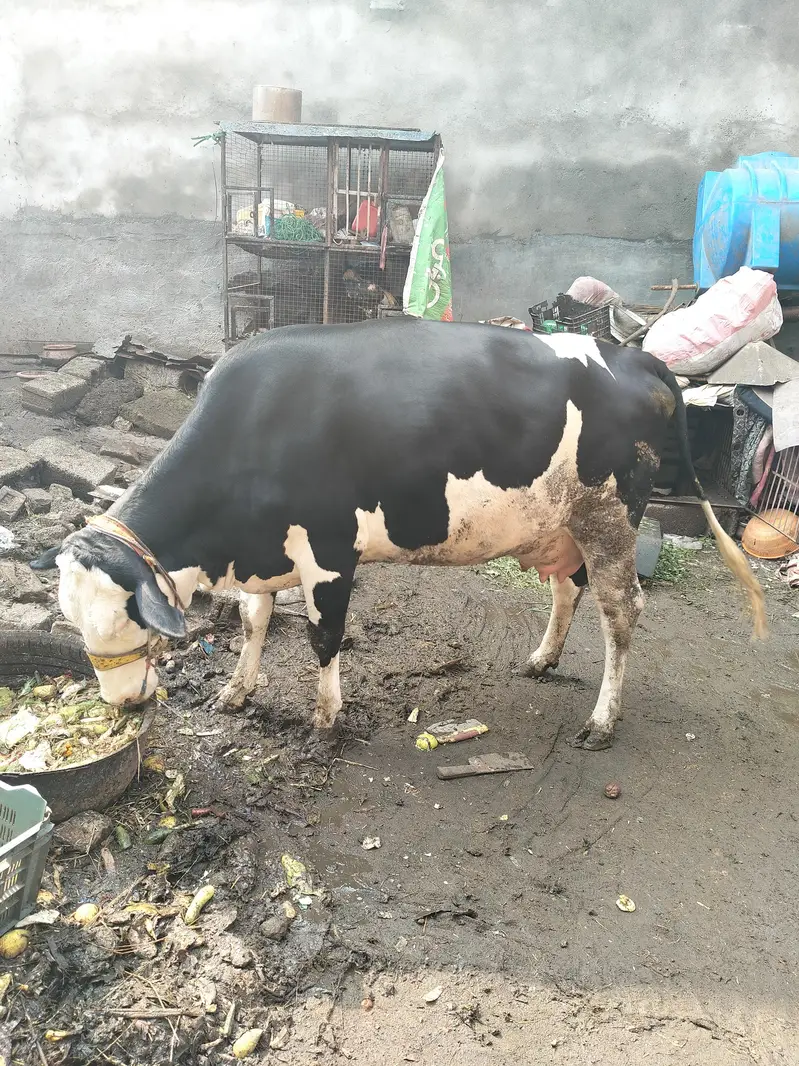 Australian frezan  cow first timeer for sale — photo 5