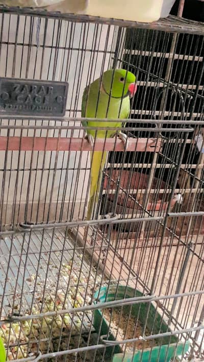 2 Male One Female Urgent sale