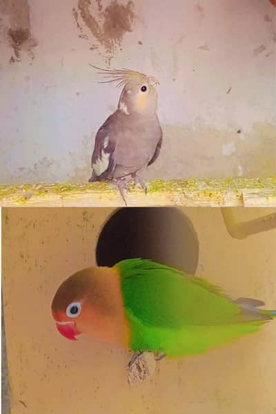 cocktail femail and love bird male