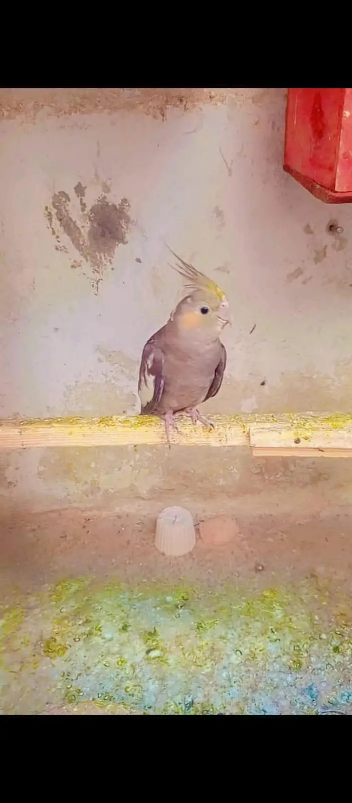 cocktail femail and love bird male — photo 2